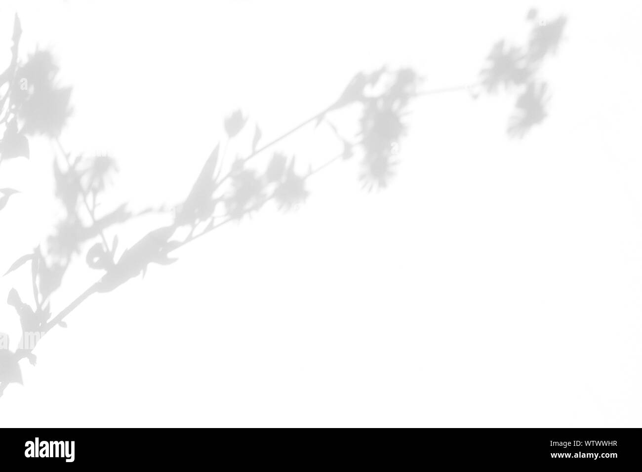 Overlay für Foto. Graue Schatten der zarten Blüten auf einer weißen Wand. Abstrakten neutralen Charakter Konzept verschwommenen Hintergrund. Platz für Text. Stockfoto