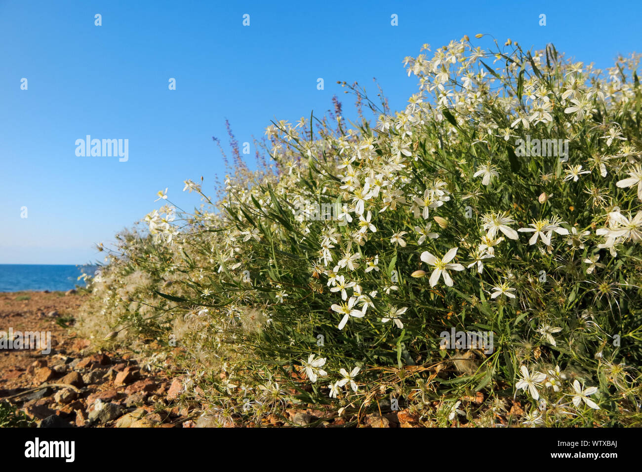 Blumen von einem wilden Clematis Stockfoto