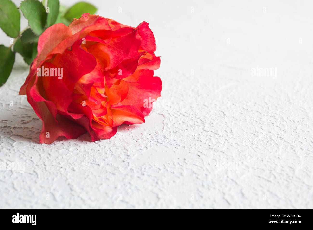 Eine bunte Rosa über weiße strukturierte konkreten Hintergrund mit Kopie Raum rose. Soft Focus Stockfoto