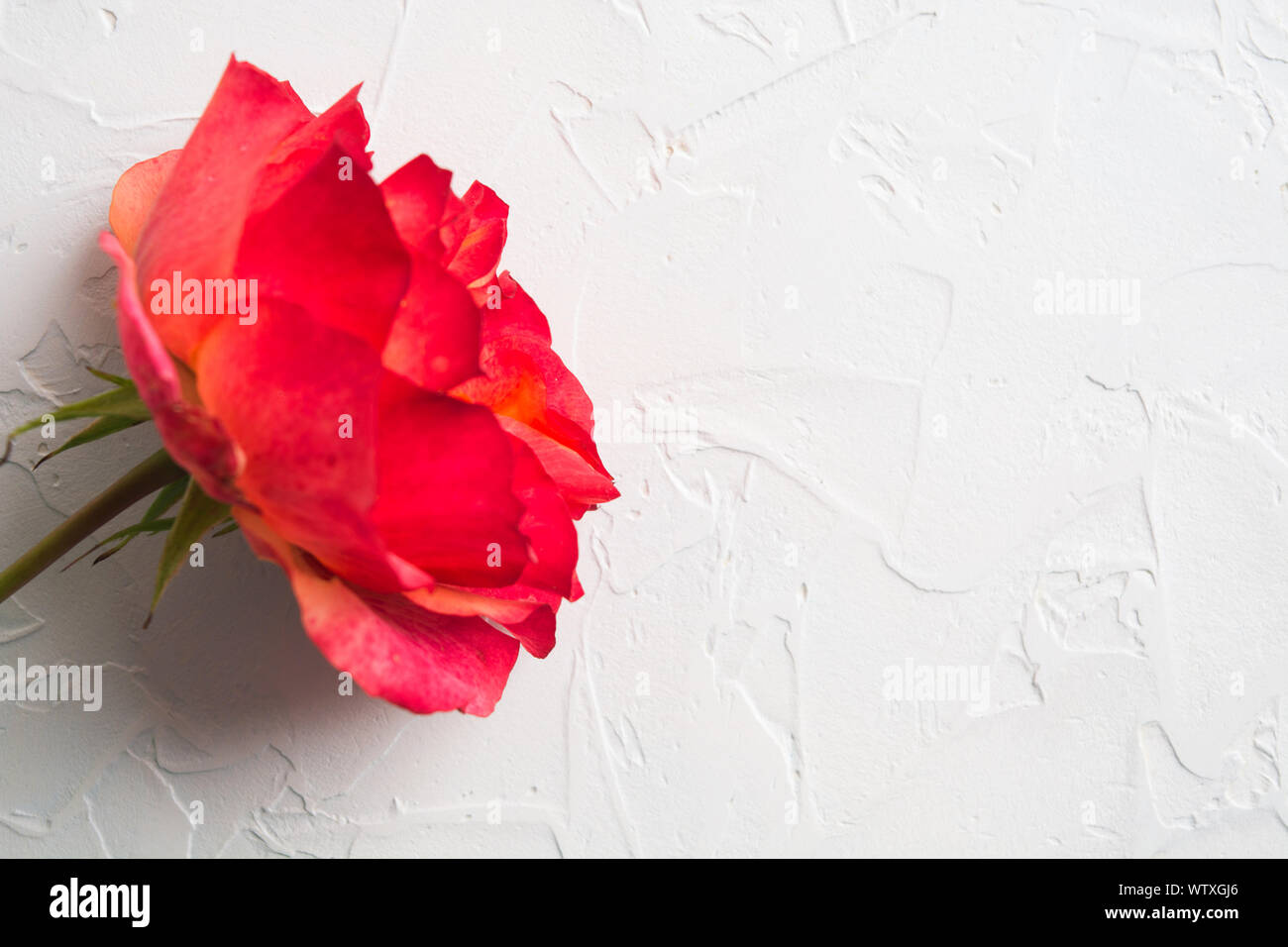Blick von oben auf die rosa Exklusive farbige Rose über weiße strukturierte Hintergrund mit kopieren. Soft Focus Stockfoto