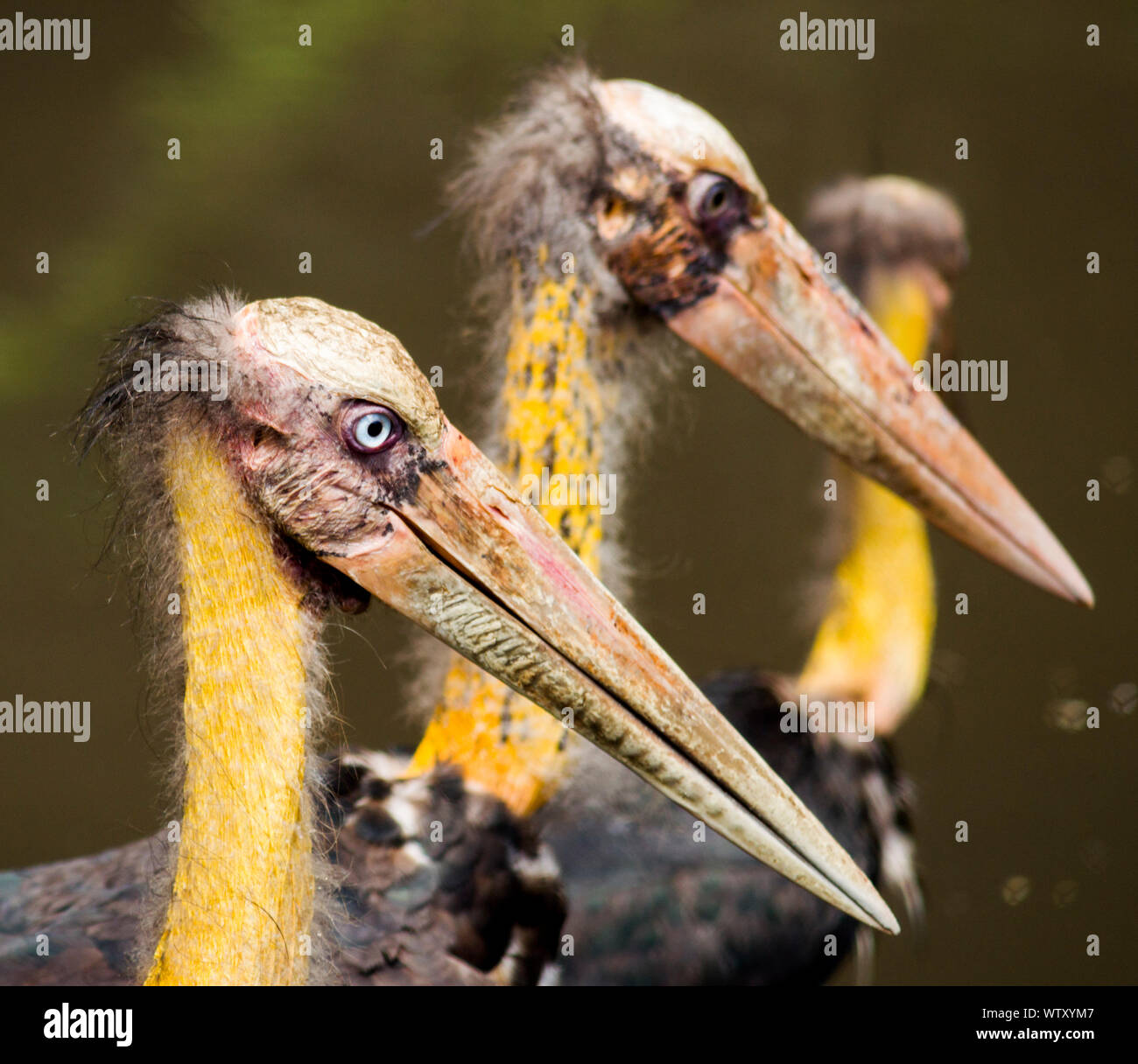 Der Hasslichste Vogel Der Welt