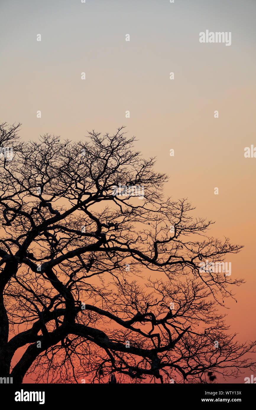 Schönen Sonnenuntergang mit Orange Sky und Baum, vertikalen Zusammensetzung Stockfoto