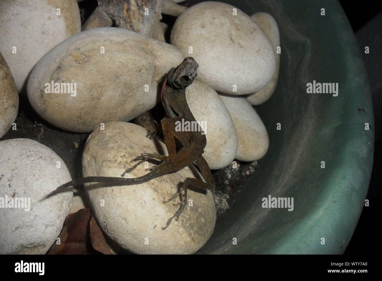 Eidechse Eier Stockfotos und -bilder Kaufen - Alamy