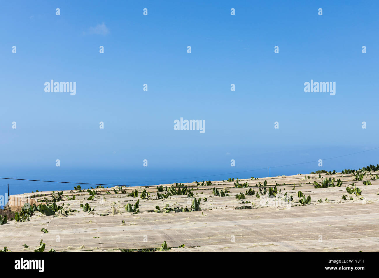 Bananenpflanzen durch eine Verrechnung Abdeckung auf einer Plantage in Guia de Isora, Teneriffa, Kanarische Inseln, Spanien wächst Stockfoto