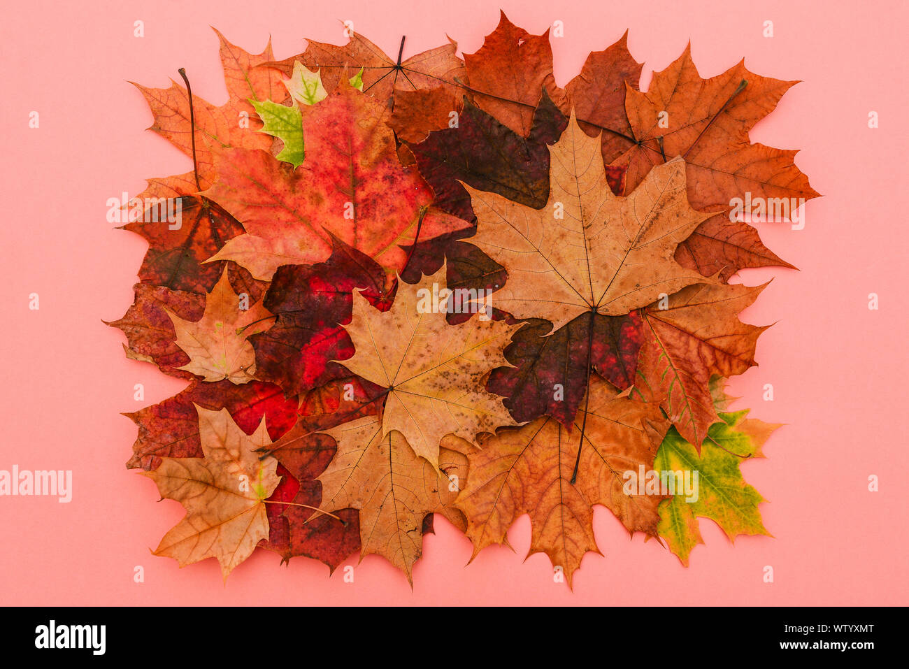 Herbst Komposition. Rot und Orange verlässt. Natürliche Herbst Hintergrund. Ein Bündel von hellem Ahorn Blätter. Stockfoto