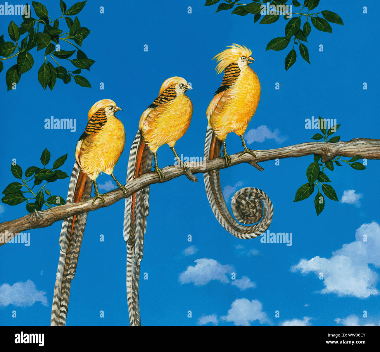 Gelb Golden Pheasant um sich von anderen auf Zweig Stockfoto