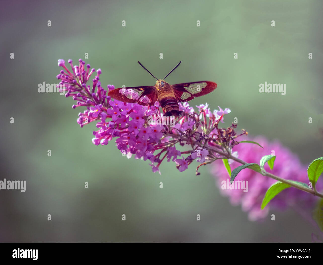 Hemaris diffinis, die snowberry clearwing, ist ein Schmetterling aus der Familie der Lepidoptera, Schwärmer Stockfoto
