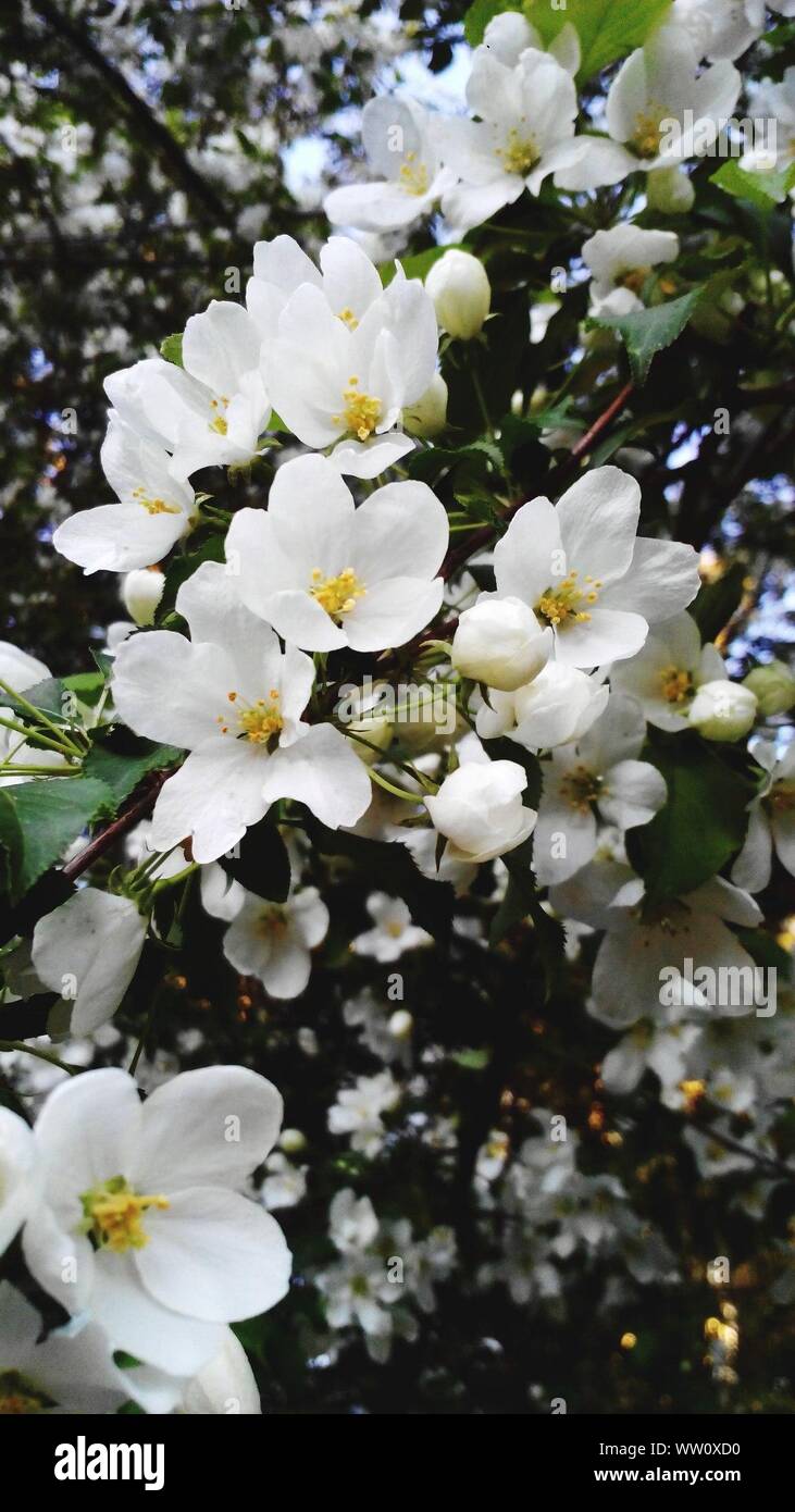 Nahaufnahme von weißen Blumen Stockfoto
