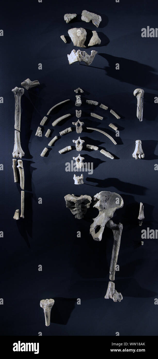 Skelett von Australopithecus afarensis.Lucy.3.2.million Jahr altes Skelett in Äthiopien ausgegraben. Einer der ersten Homininen wirklich aufrecht zu gehen. Hadar Stockfoto