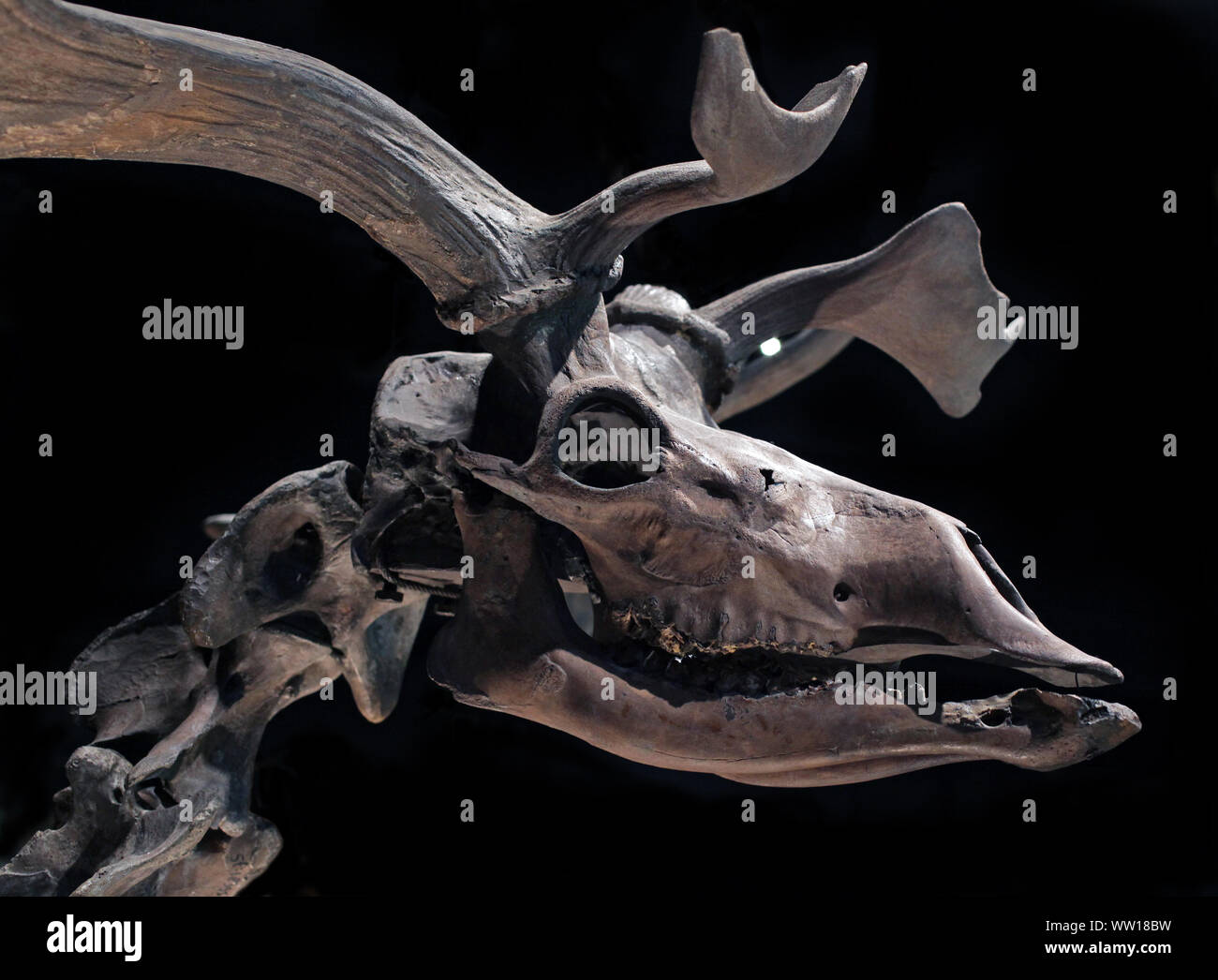 Skelett eines Riesenhirsches. Riesenhirsch (Megaloceros giganteus). Antler können bis zu 3,65 Meter weit reichen.Finden Sie den Ort;Ballebetagh Bog bei Dublin Irland. Ausgestorben Stockfoto