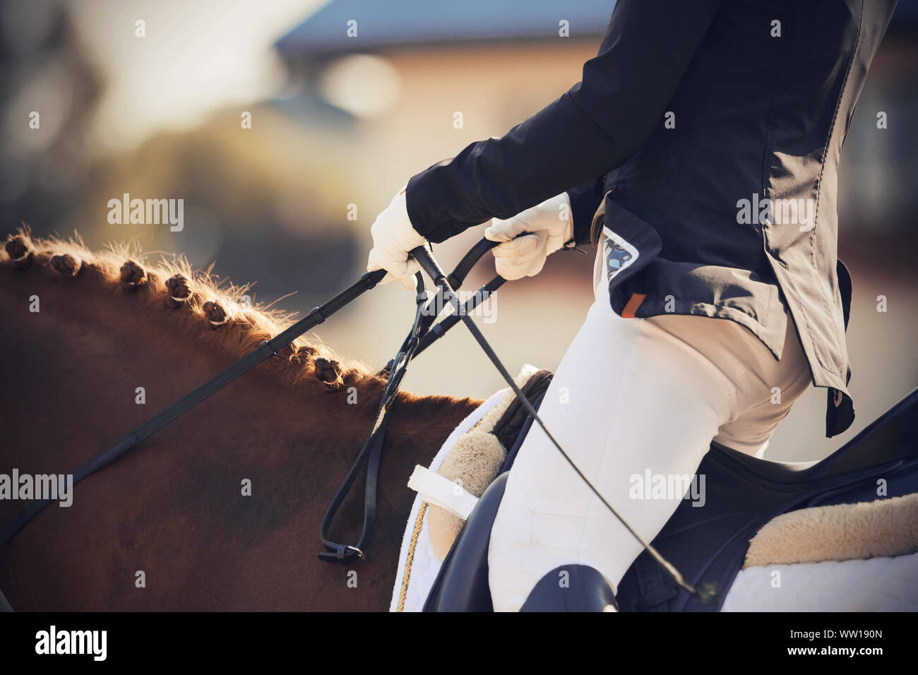 Ein Reiter in einem Anzug und Handschuhe schnell reitet ein Pferd und hält die Zügel. Die Mähne des Pferdes ist geflochten und durch Sonnenlicht beleuchtet. Stockfoto