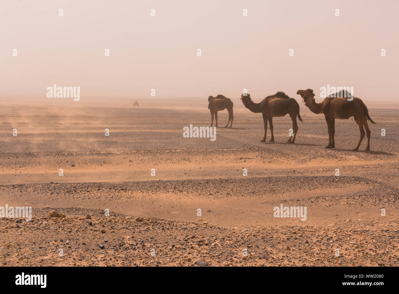 Drei Kamele Spaziergang durch die Erg Chebbi Wüste durch einen Sandsturm, Marokko. Natur Konzept Stockfoto
