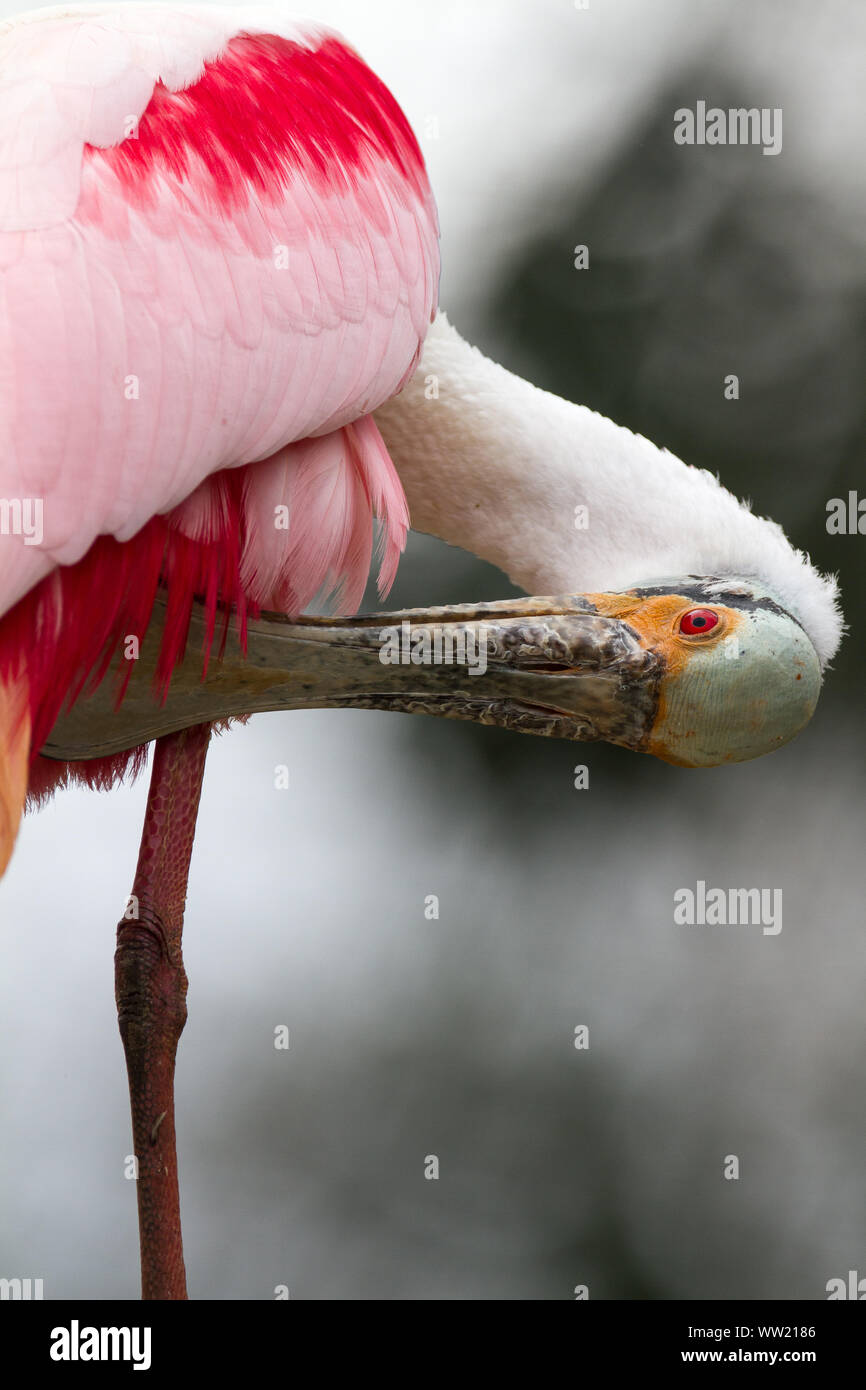 Rosige Löffler Stockfoto
