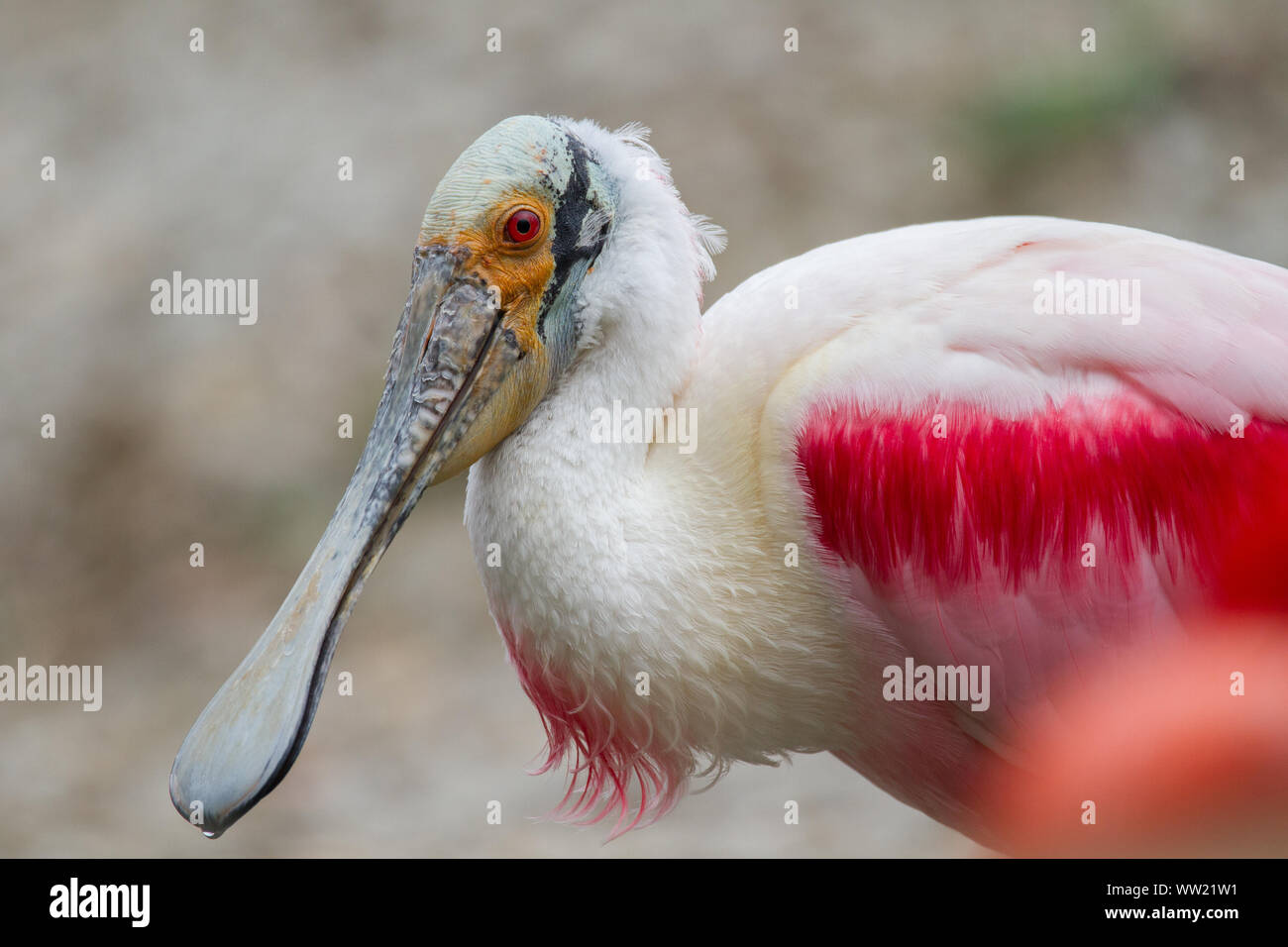 Rosige Löffler Stockfoto