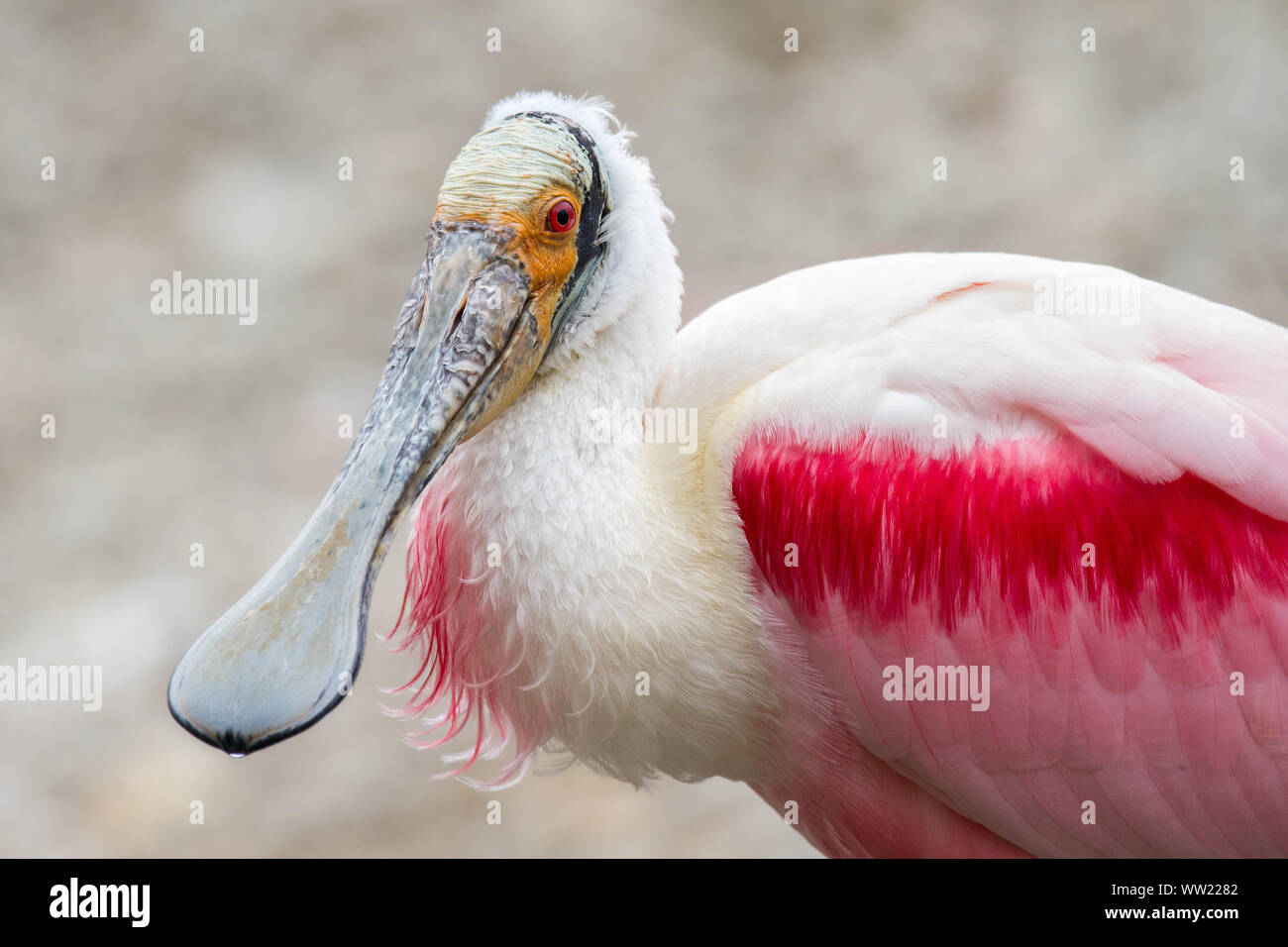 Rosige Löffler Stockfoto