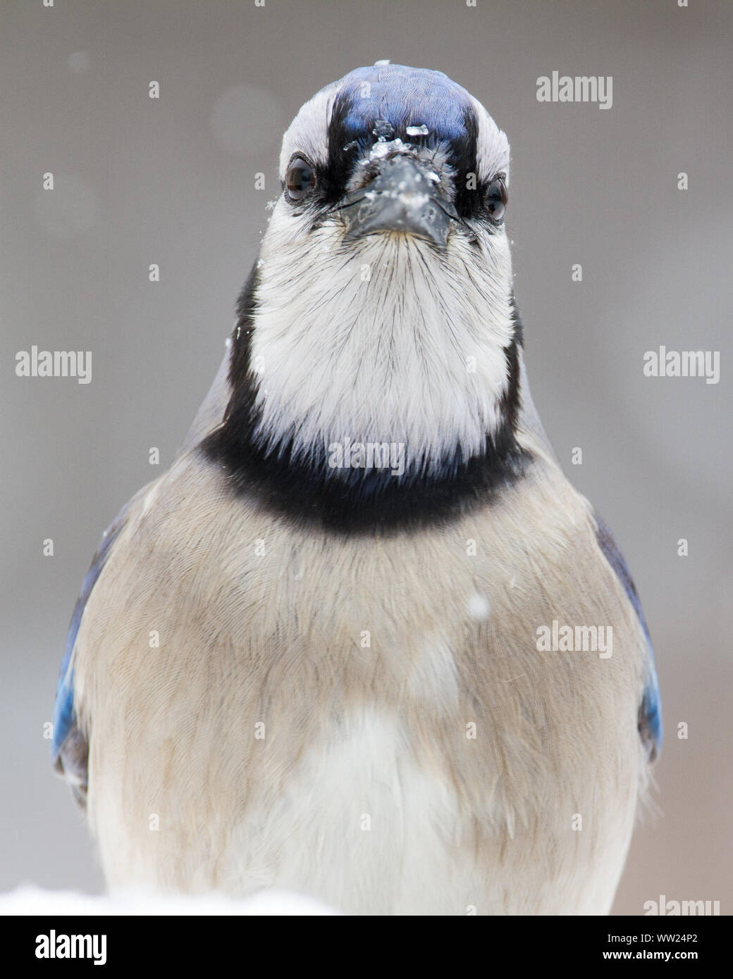 Ein Porträt von einem Blue Jay. Stockfoto