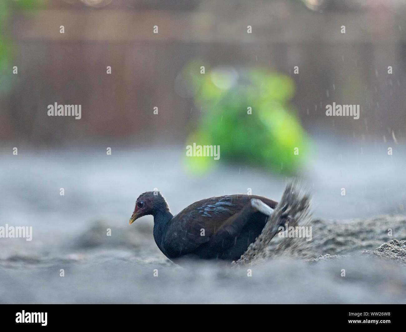 Melanesian Megapode Megapodius eremita am Nistplatz Aushub nest Kammer ein Ei auf Savo Island, Solomon Inseln, Südpazifik zu legen Stockfoto