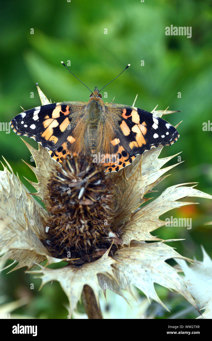 Distelfalter (Vanessa cardui) Schmetterling auf Eryngium giganteum