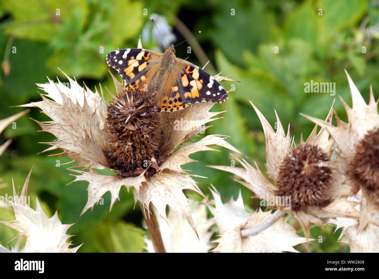 Distelfalter (Vanessa cardui) Schmetterling auf Eryngium giganteum