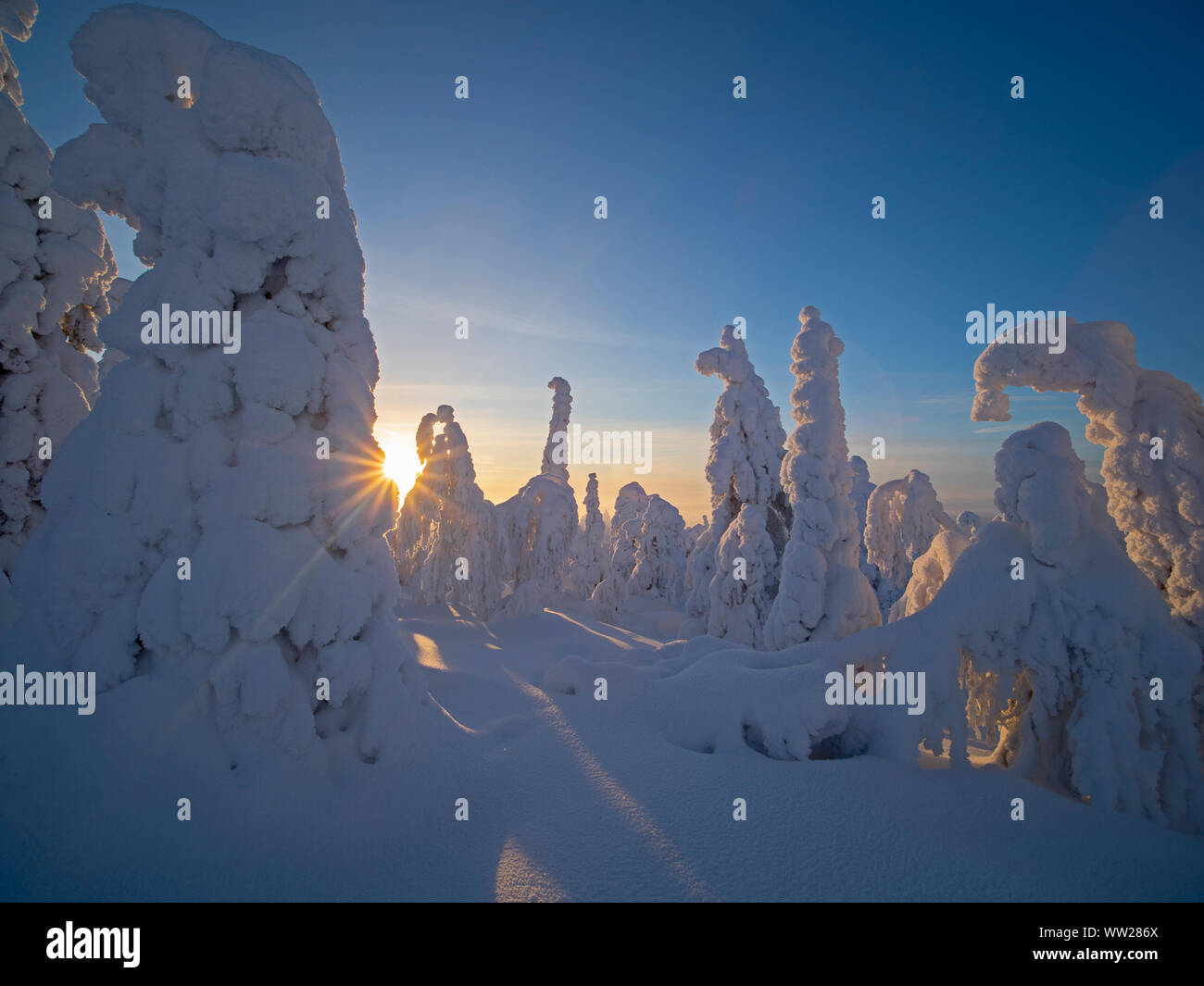 Fichten verdeckt im Schnee Ruka Peak Kuusamo Finnland Januar. Wenn Schnee Umhänge Fichten wie diese es als Krone Schnee bekannt ist und eine Last gesetzt Stockfoto