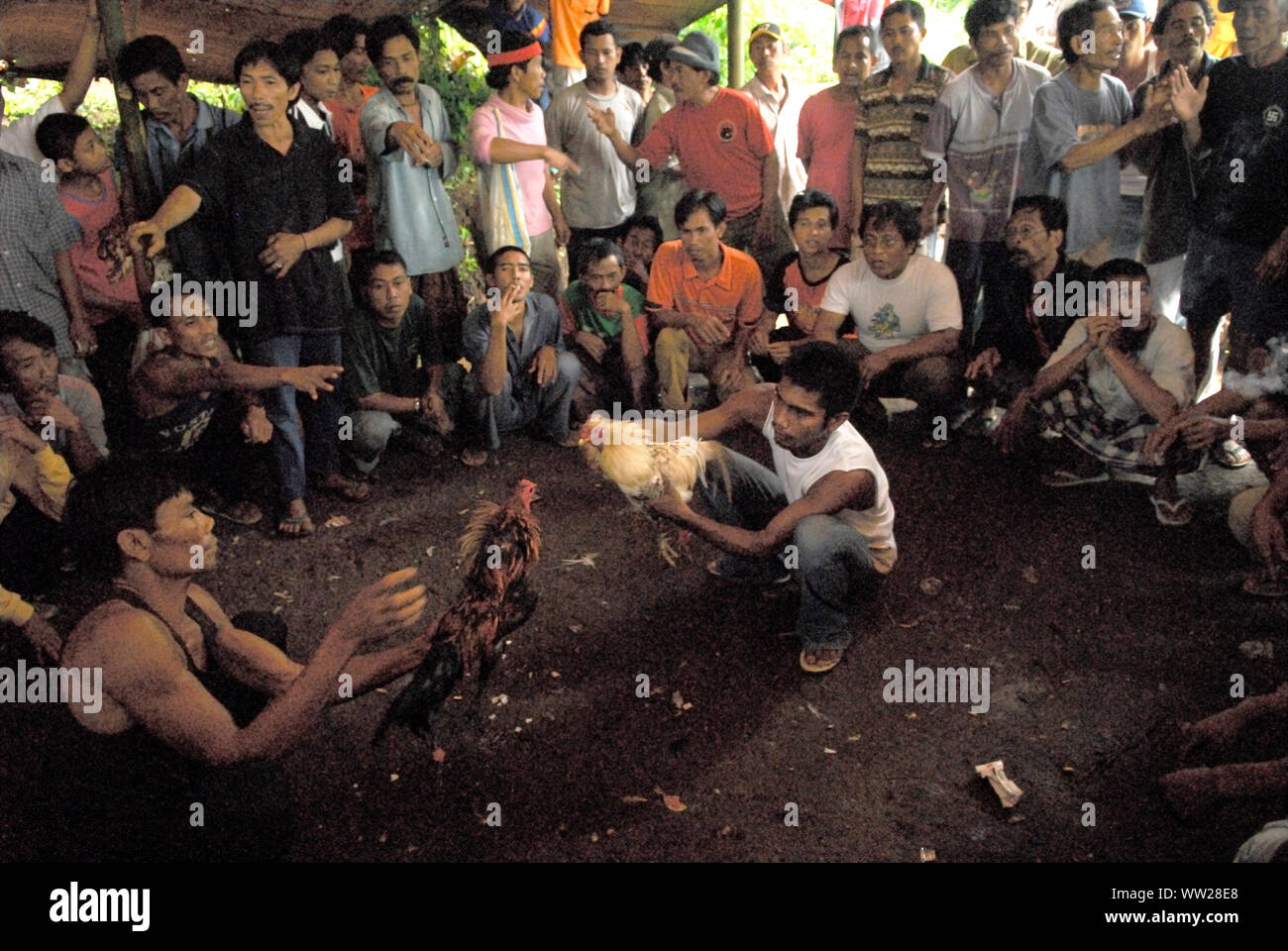 Hahn kämpfen Bali Indonesien. Gruppe der balinesischen Männer in ländlichen Gemeinschaft spielen auf Hahn kämpfen. Zwei Hähne gezeigt, so Sie sind aggressiv. Lovina. Insel Bali 2000 s HOMER SYKES. Stockfoto