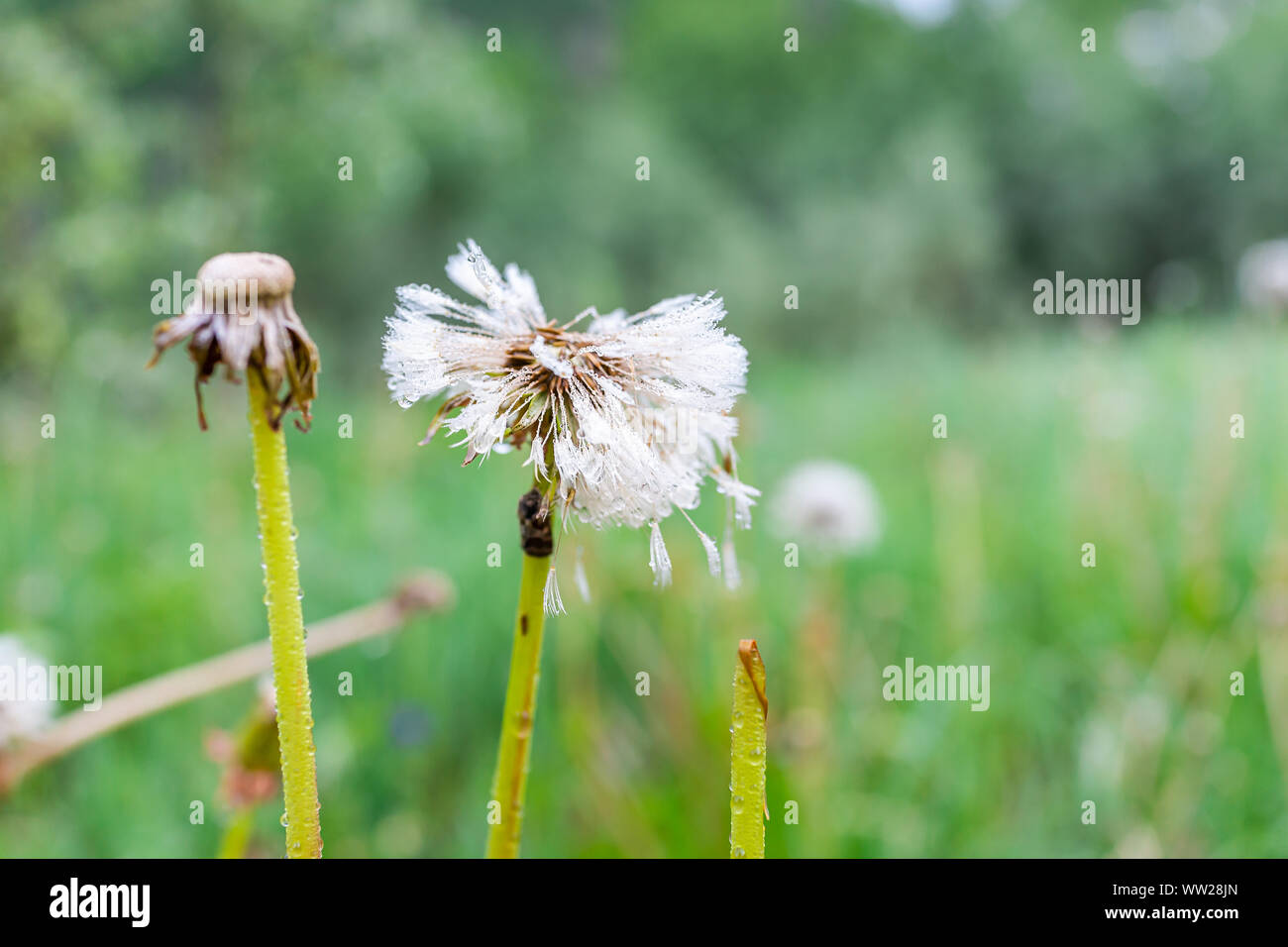 Makro Nahaufnahme des weißen flauschigen Löwenzahn mit Samen in nassen Tau regen Wassertropfen zeigen, Bokeh, Detail und Textur in Colorado Stockfoto