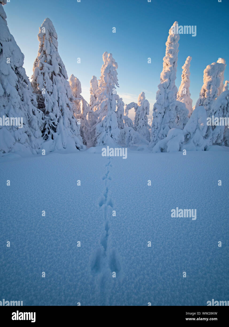 Hase Fußspuren im Schnee durch Fichten verdeckt im Schnee Ruka Peak Kuusamo Finnland Januar. Wenn Schnee Umhänge Fichten so es eine bekannt ist. Stockfoto