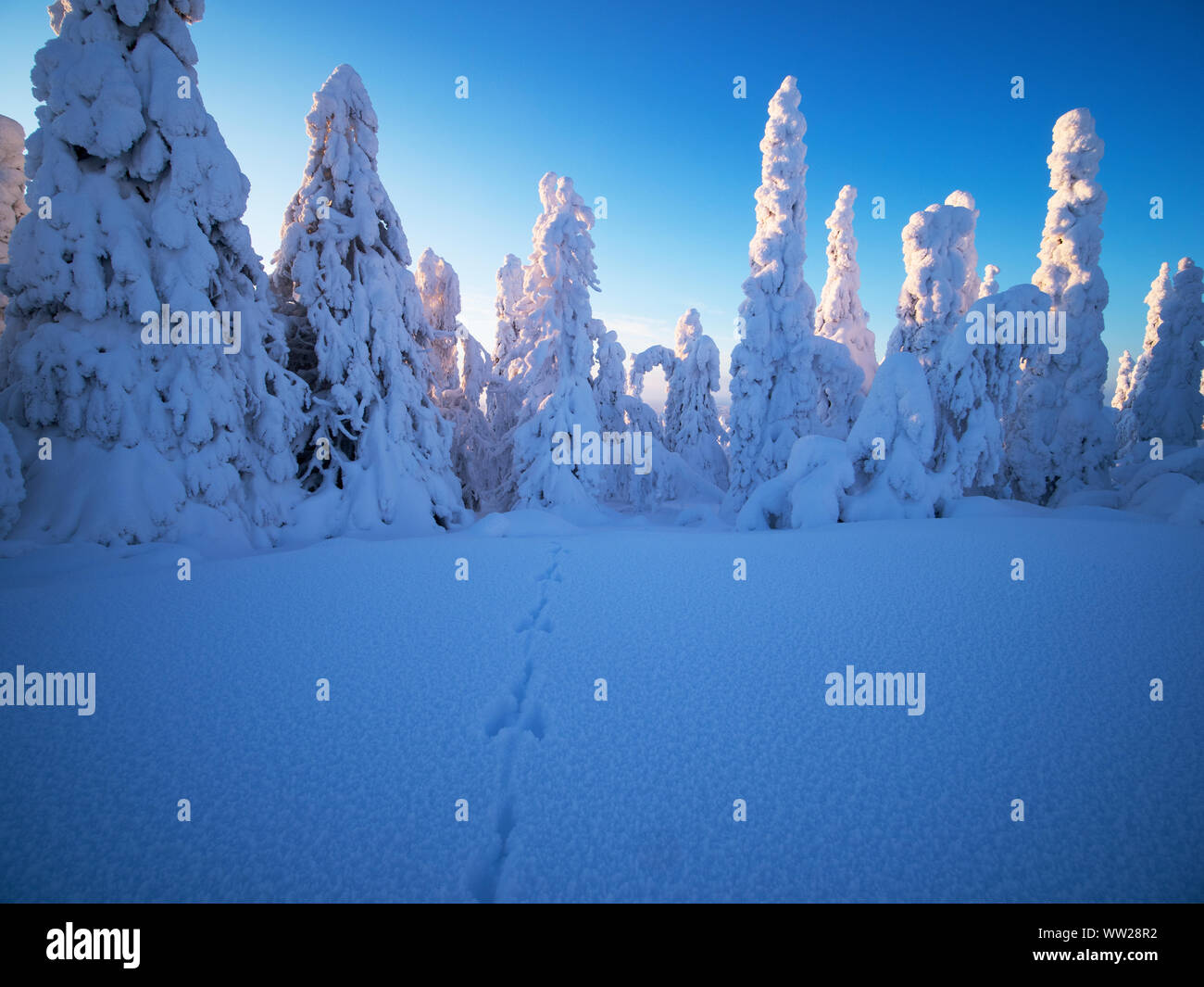Hase Fußspuren im Schnee durch Fichten verdeckt im Schnee Ruka Peak Kuusamo Finnland Januar. Wenn Schnee Umhänge Fichten so es eine bekannt ist. Stockfoto