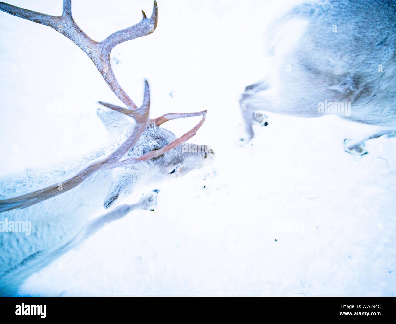 Rentier finnisch Lappland im Winter Stockfoto