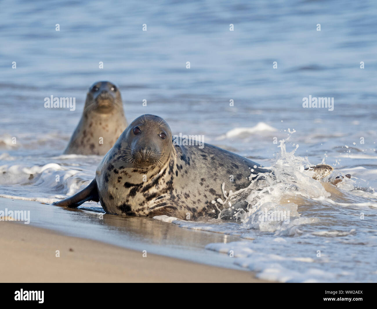 Kegelrobbe Halichoerus grypus in surf North Norfolk Januar Stockfoto