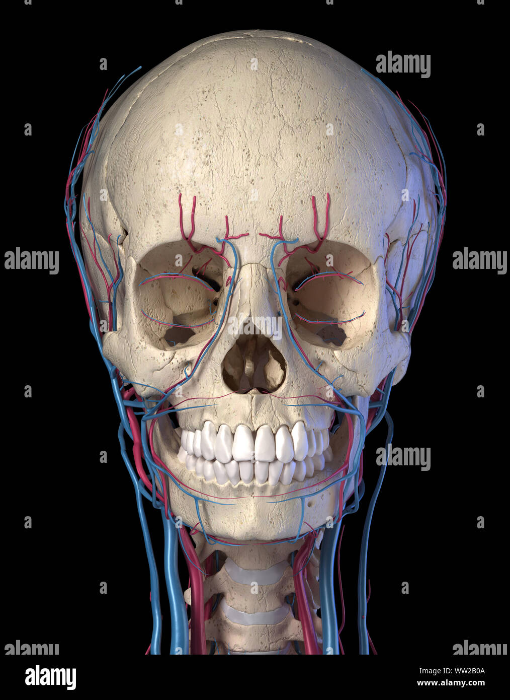 Gefäßsystem des menschlichen Kopf, von vorne betrachtet. Computer 3D Rendering Artwork. Auf schwarzem Hintergrund. Stockfoto