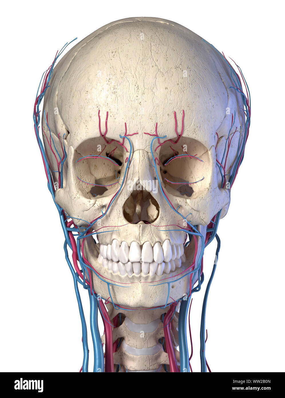 Gefäßsystem des menschlichen Kopf, von vorne betrachtet. Computer 3D Rendering Artwork. Auf weissem Hintergrund. Stockfoto
