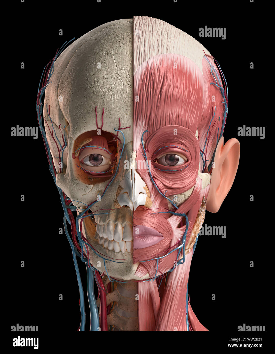 Menschlichen Kopf Anatomie 3d-Abbildung. Übersicht Schädel, Gesichtsmuskulatur, Venen und Arterien. Auf schwarzem Hintergrund. Stockfoto