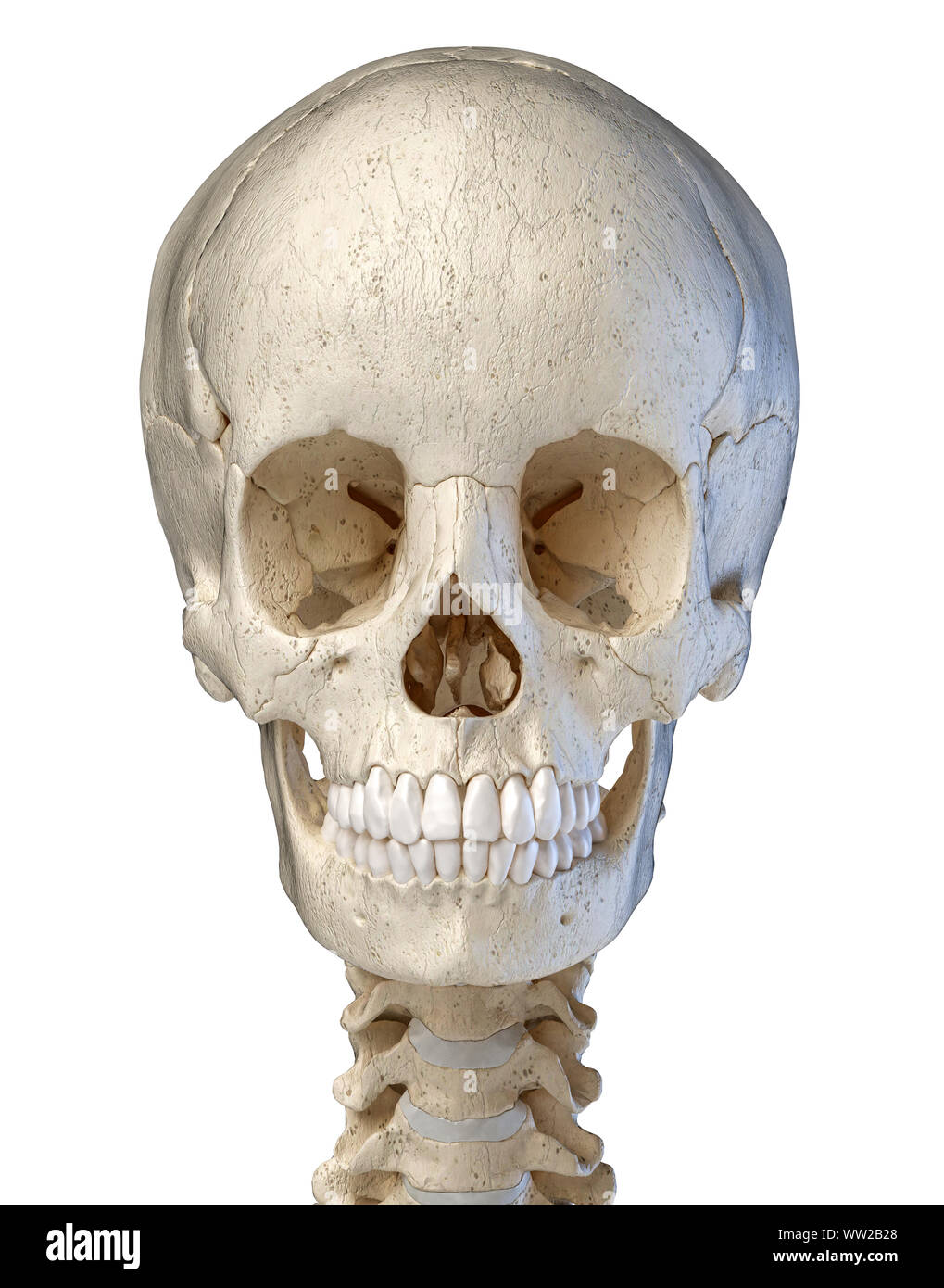 Human Skull 3d-Abbildung. Vorderansicht auf weißem Hintergrund. Stockfoto