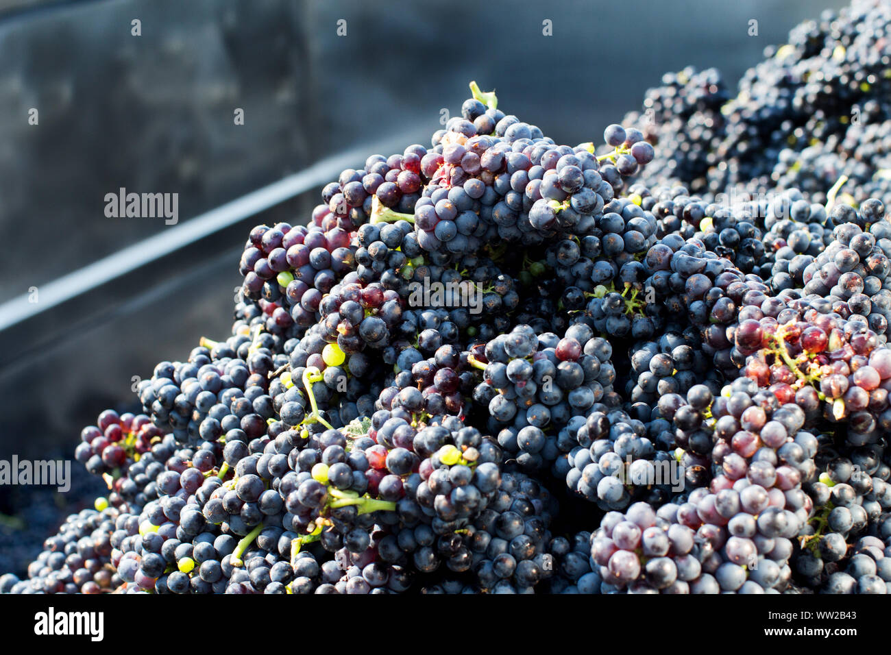 Grapesin ein Metallbehälter während der Weinlese im Süden von Italien, Apulien Stockfoto