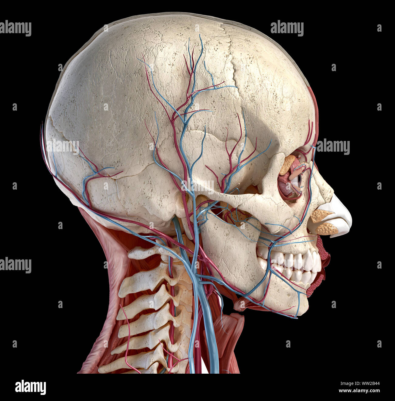 Menschliche 3D-Anatomie Illustration, Schädel, Muskeln, Augen und Blutgefäße. Von der Seite. Auf schwarzem Hintergrund. Stockfoto