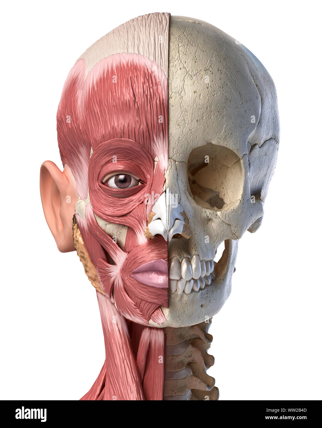 Die menschliche Anatomie 3d-Abbildung des Kopfes Muskeln auf der linken Seite und Schädel auf der rechten Seite. Anteriore Ansicht auf weißem Hintergrund. Stockfoto