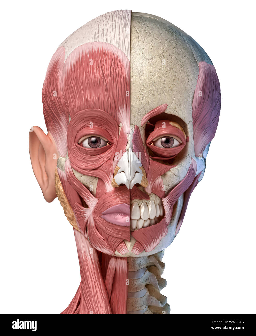 Die menschliche Anatomie 3d-Abbildung des Kopfes Muskeln voll auf der linken Seite und teilweise auf der rechten Seite. Anteriore Ansicht auf weißem Hintergrund. Stockfoto
