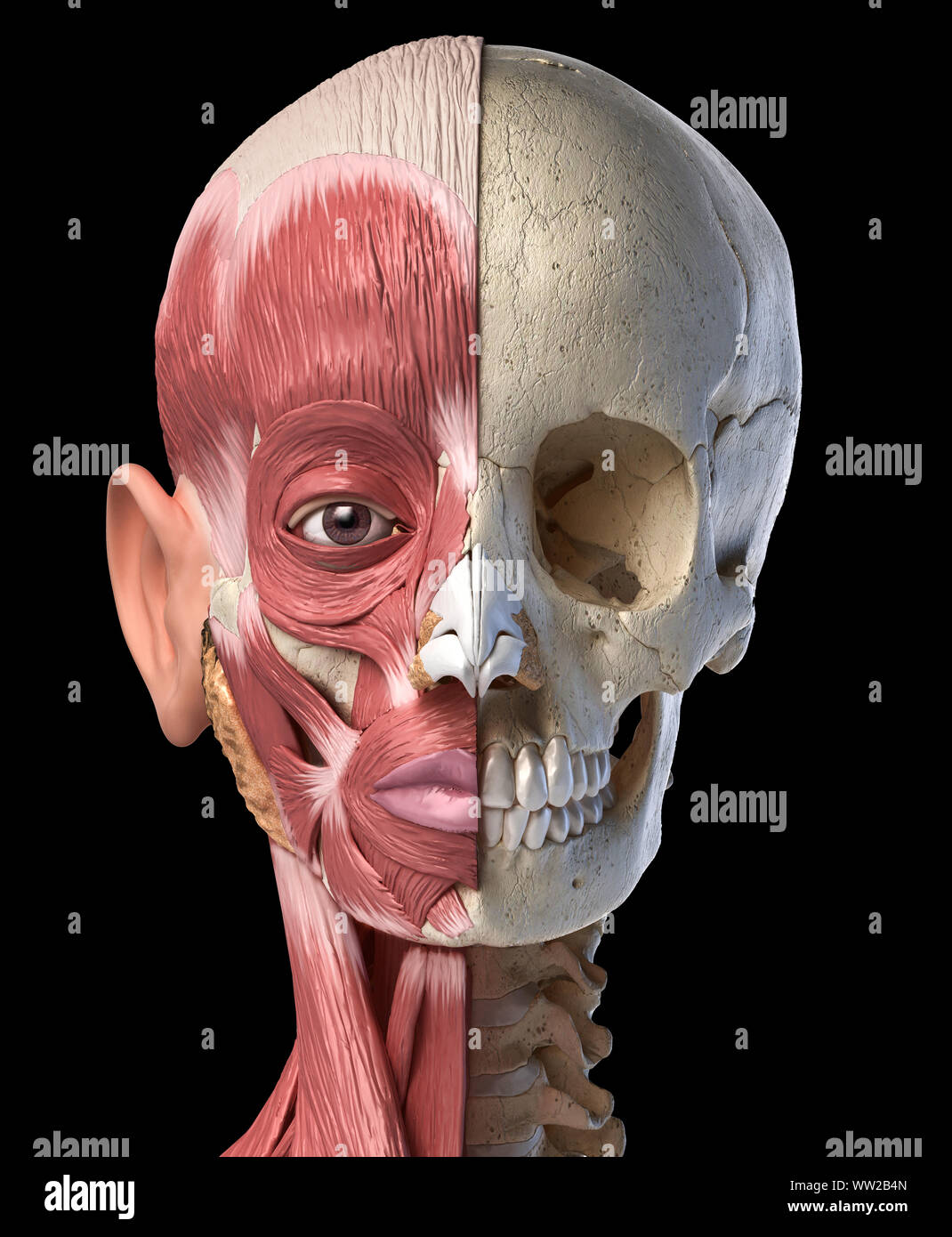 Die menschliche Anatomie 3d-Abbildung des Kopfes Muskeln auf der linken Seite und Schädel auf der rechten Seite. Anteriore Ansicht auf schwarzem Hintergrund. Stockfoto