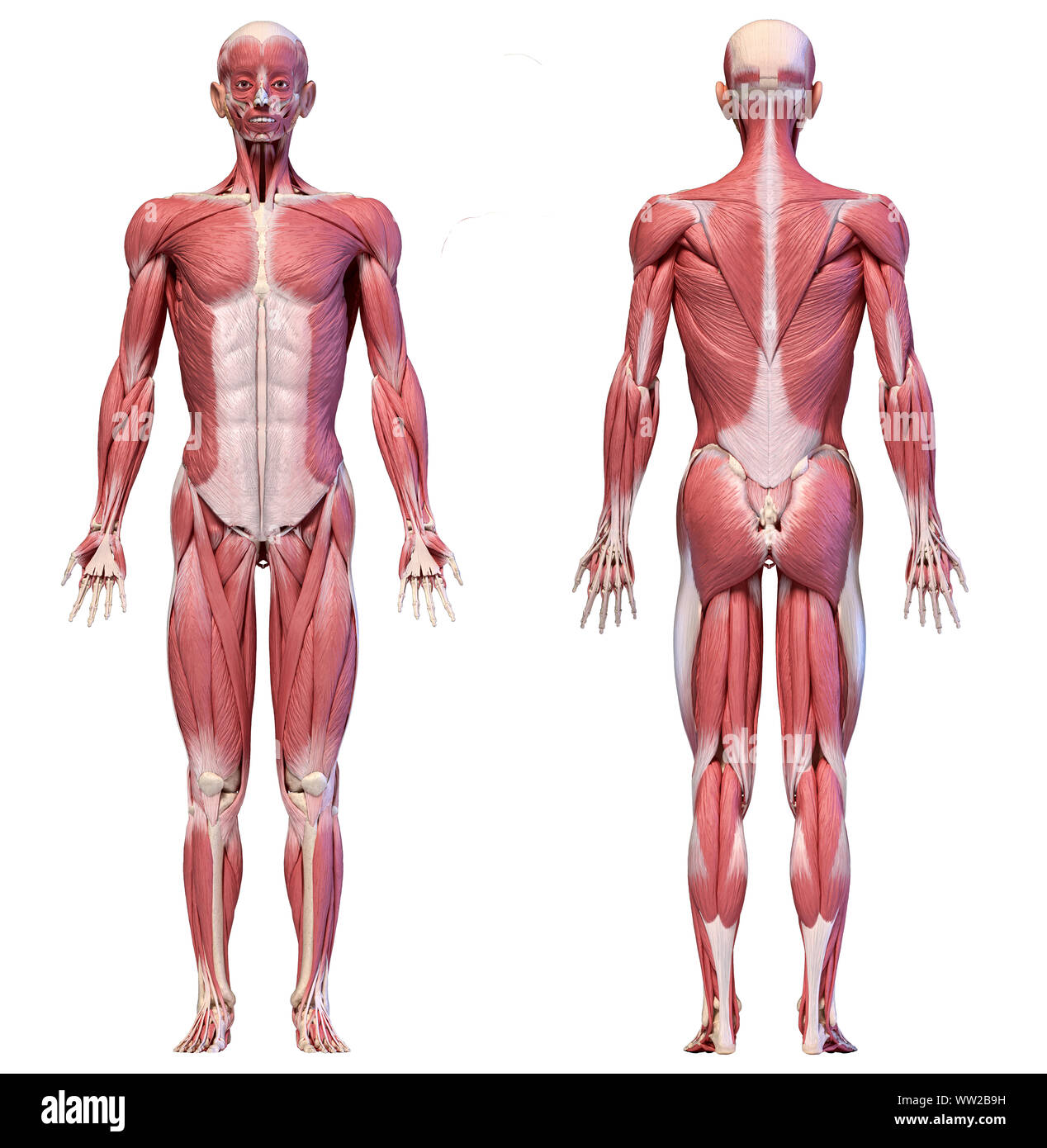 Die menschliche Anatomie 3D-Illustration, männliche Muskulatur Körper, Vorder- und Rückseite Blick auf weißem Hintergrund. Stockfoto