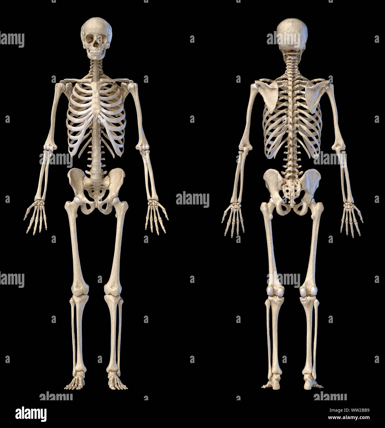 Die menschliche Anatomie full body männlichen Skelett. Vorder- und Rückansicht auf schwarzem Hintergrund. 3D-Darstellung. Stockfoto