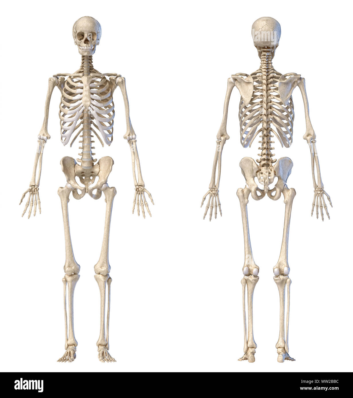 Die menschliche Anatomie full body männlichen Skelett. Vorder- und Rückansicht auf weißem Hintergrund. 3D-Darstellung. Stockfoto