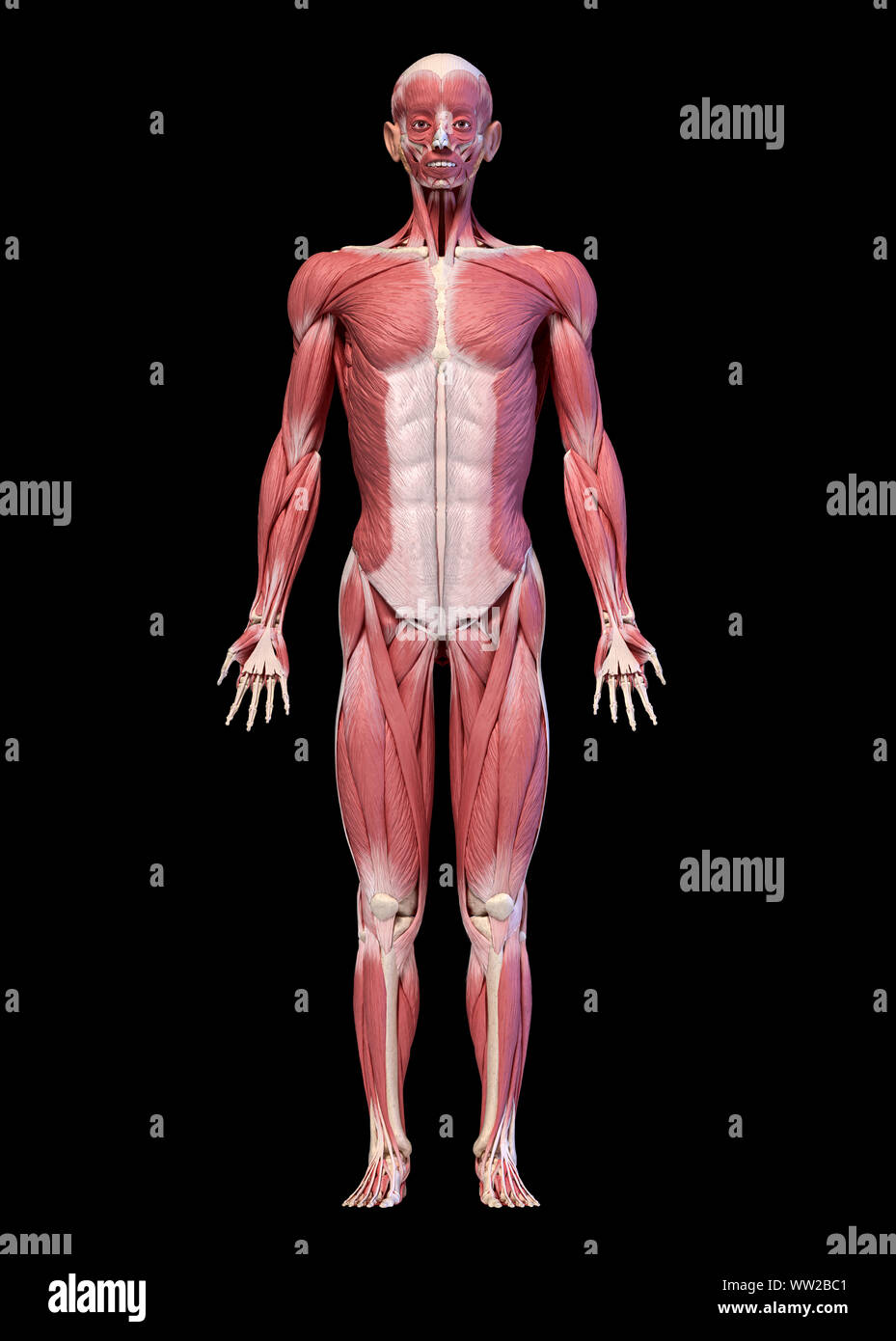 Die menschliche Anatomie 3D-Illustration, männliche Muskulatur Körper, frontale Ansicht. Auf schwarzem Hintergrund. Stockfoto