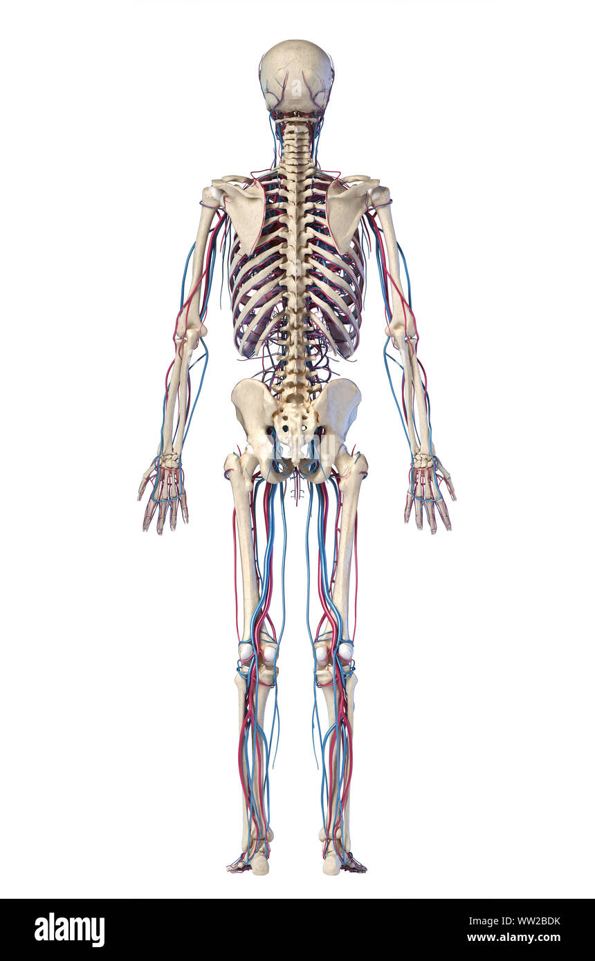 Menschliche Körper Anatomie. 3D-Darstellung von Knochen- und Herz-Kreislauf-System. Ansicht von hinten. Stockfoto