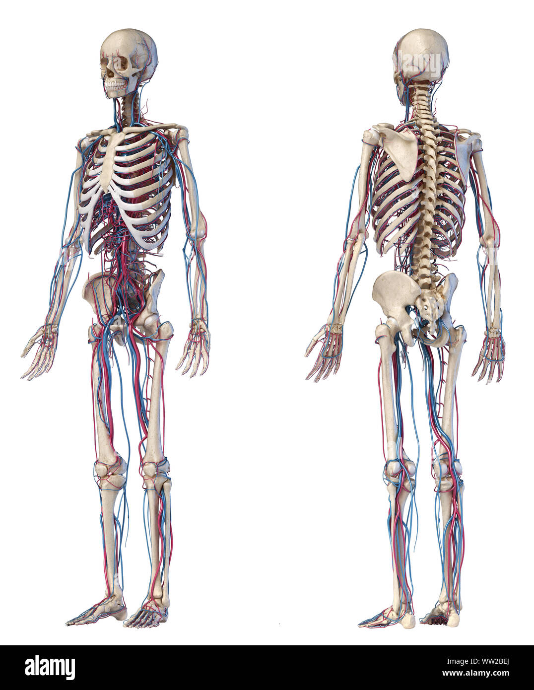 Menschliche Körper Anatomie. 3D-Darstellung von Knochen- und Herz-Kreislauf-System. Vorder- und Rückseite perspektivischen Ansichten. Auf weissem Hintergrund. Stockfoto