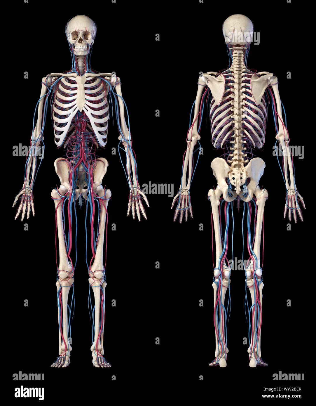 Menschliche Körper Anatomie. 3D-Darstellung von Knochen- und Herz-Kreislauf-System. Zwei Ansichten, vorne und hinten. Auf schwarzem Hintergrund. Stockfoto