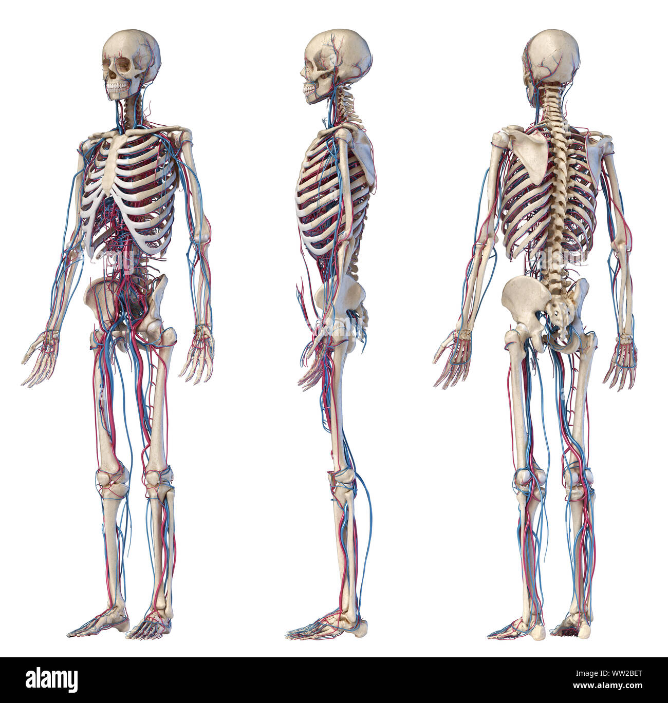 Menschliche Körper Anatomie. 3D-Darstellung von Knochen- und Herz-Kreislauf-System. Drei Ansichten. Auf weissem Hintergrund. Stockfoto
