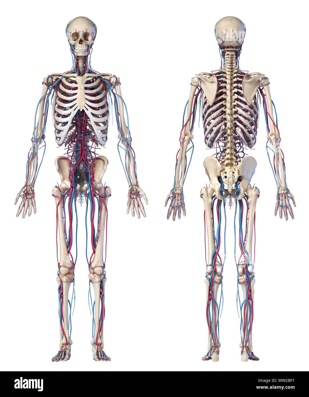 Menschliche Körper Anatomie. 3D-Darstellung von Knochen- und Herz-Kreislauf-System. Front- und Rückansicht. Auf weissem Hintergrund. Stockfoto