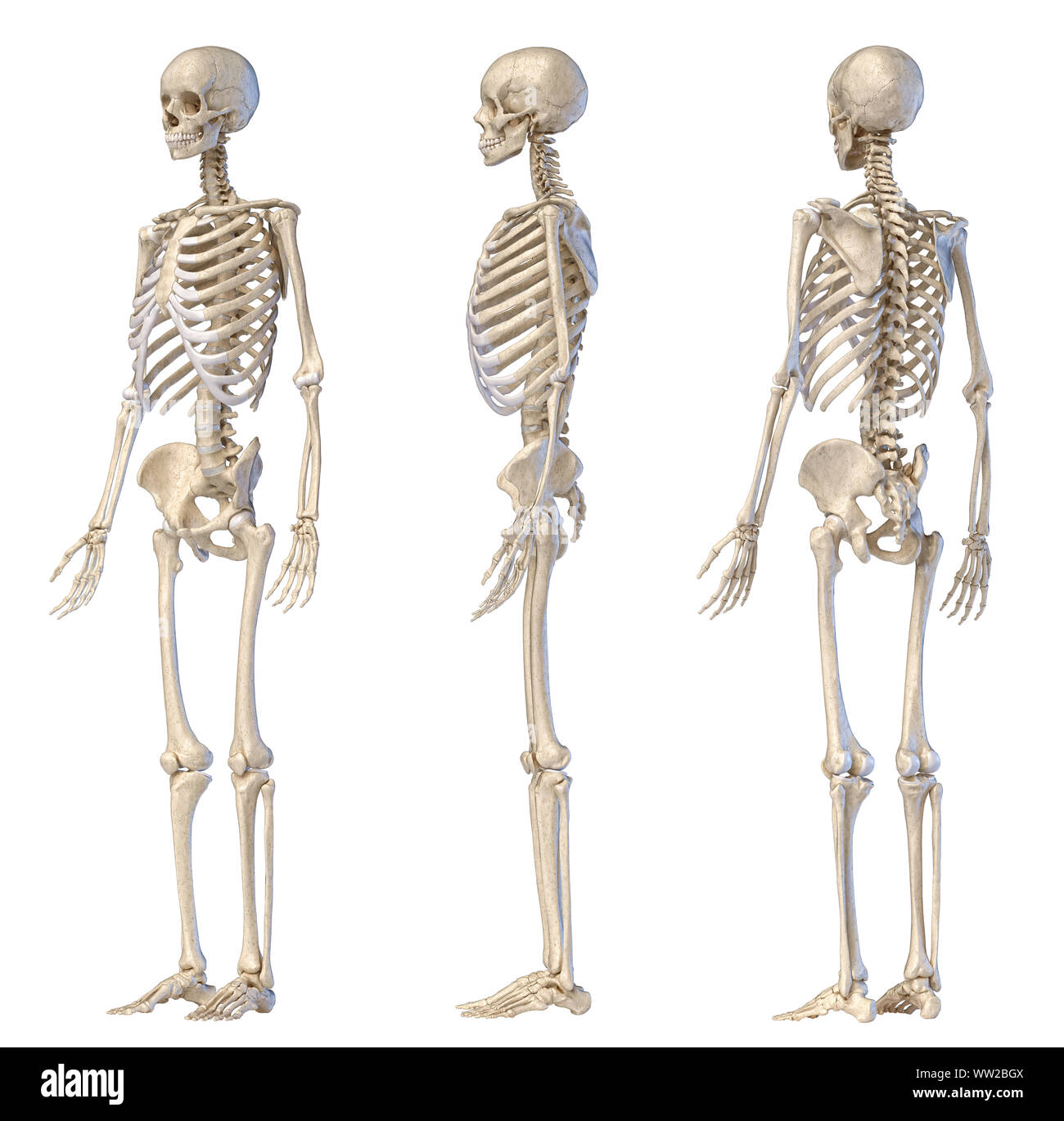 Die menschliche Anatomie full body männlichen Skelett. Drei Ansichten. Perspektive vorne hinten und an der Seite auf weißem Hintergrund. 3D-Darstellung. Stockfoto