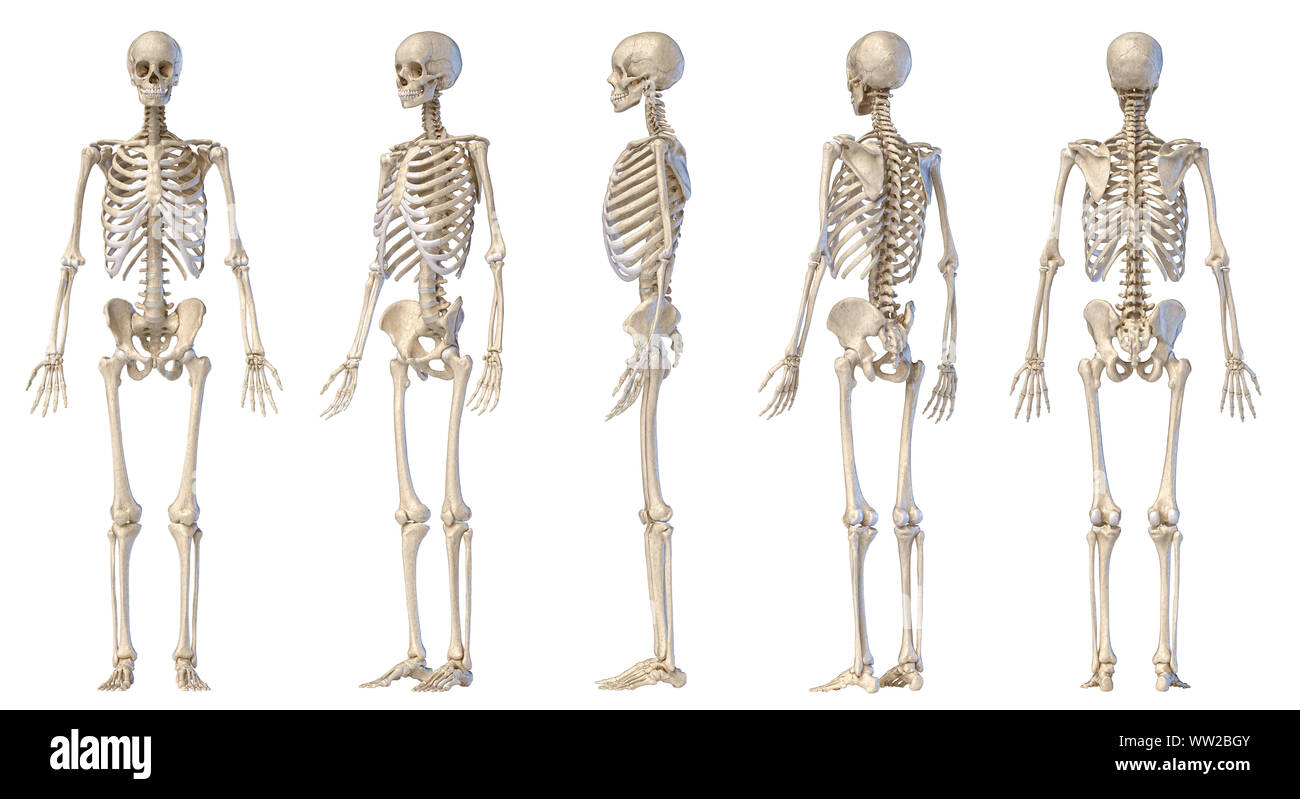Die menschliche Anatomie full body männlichen Skelett. Fünf Ansichten. Perspektive, Vorne hinten und von der Seite auf weißem Hintergrund. 3D-Darstellung. Stockfoto